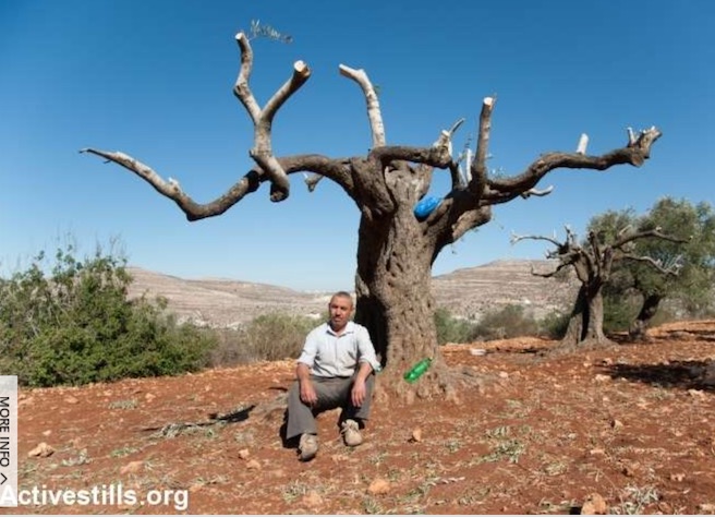 Settlers destroy olive trees